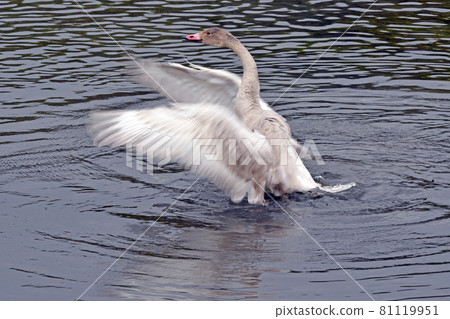 Great swans Great swans 81119951