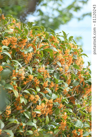 Kinmokusei花 81120243