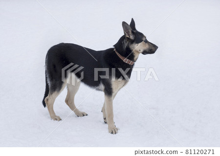 East european shepherd is standing on a white snow 81120271