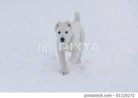 Central asian shepherd dog puppy. Three month old. 81120272