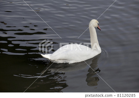 Majestic white swan is swiming on the dark lake. Majestic white swan is swiming on the dark lake. 81120285