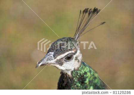 Head of beautiful female peacock in bright colors. 81120286