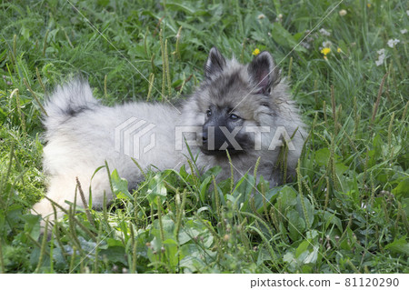 Cute keeshond puppy is lying on a green grass. 81120290
