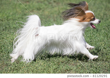 Continental toy spaniel puppy running on a grass. Continental toy spaniel puppy running on a grass. 81120291
