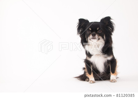 Black long coat Chihuahua taken on a white background Black long coat Chihuahua taken on a white background 81120385