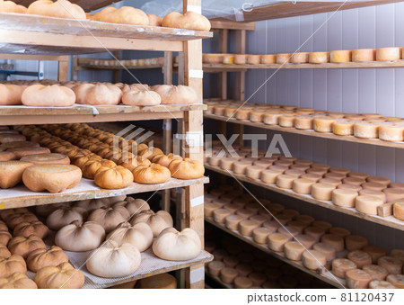 Cheese maturing storehouse on dairy factory with wheels of goat cheese 81120437