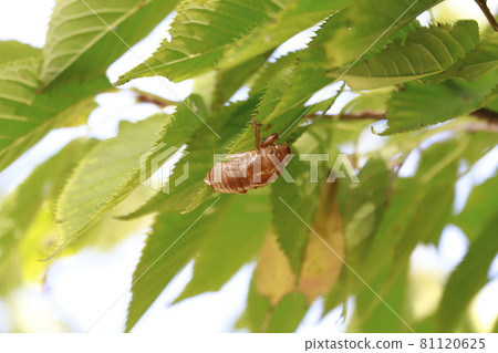 Cicada shells left on the leaves Cicada shells left on the leaves 81120625
