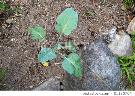 Cauliflower seedlings 81120704