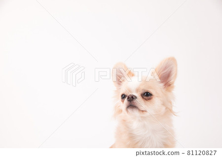 White long coat Chihuahua taken on a white background 81120827