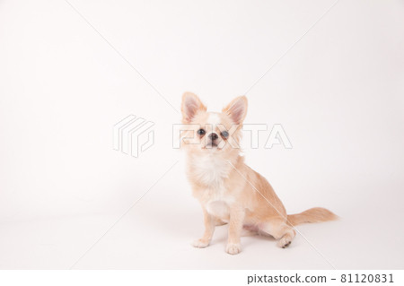 White long coat Chihuahua taken on a white background 81120831