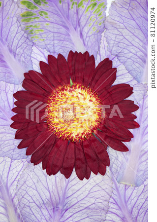 Flowering Cabbage and Red Mini Gerbera 81120974