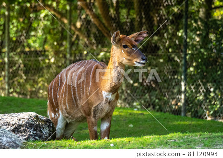 Nyala Antelope - Tragelaphus angasii. Wild life animal. 81120993