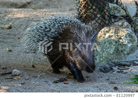 Indian crested Porcupine, Hystrix indica in a german nature park 81120997