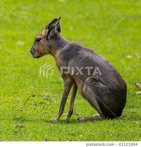 Patagonian Mara, Dolichotis patagonum are large relatives of guinea pigs 81121004