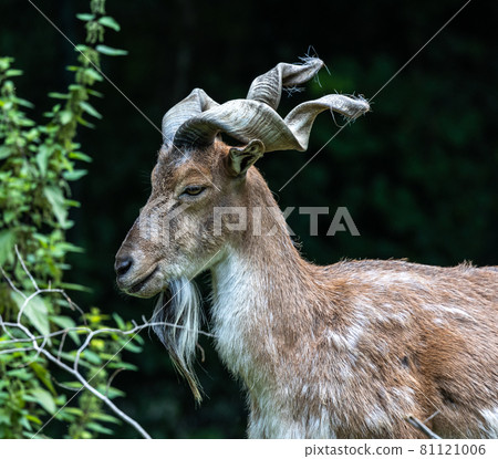 Turkmenian markhor, Capra falconeri heptneri stand on rocks 81121006