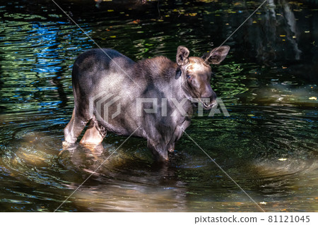 European Moose, Alces alces, also known as the elk 81121045