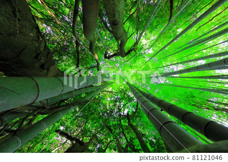Bamboo, reed, forest, mountain, hill, forest, Deulleongmoru, mountain peak, 81121046