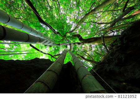 Bamboo, reed, forest, mountain, hill, forest, Deulleongmoru, mountain peak, 81121052