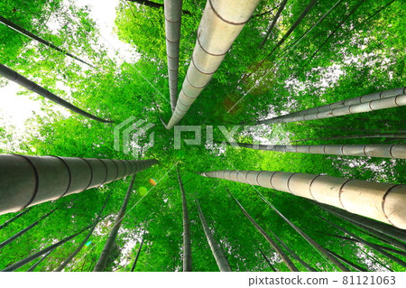 Bamboo, reed, forest, mountain, hill, forest, Deulleongmoru, mountain peak, 81121063
