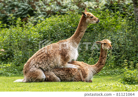 Vicunas, Vicugna Vicugna, relatives of the llama in a German park 81121064
