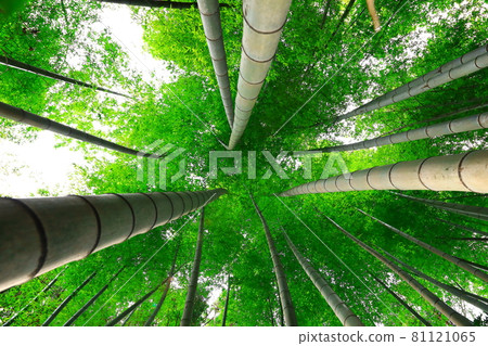 Bamboo, reed, forest, mountain, hill, forest, Deulleongmoru, mountain peak, 81121065