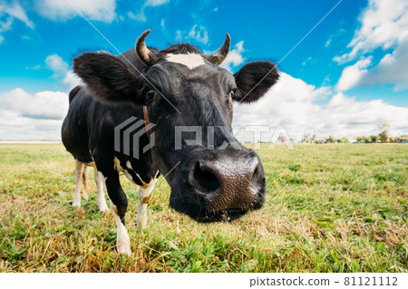 Close Up Of Cow In Meadow Or Field With Green Grass In Mouth. Cow Chewing Grass Close Up Of Cow In Meadow Or Field With Green Grass In Mouth. Cow Chewing Grass 81121112