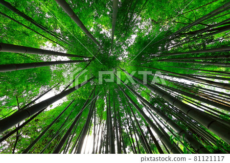 Bamboo, forest, woods, mountain, reed, forest, deciduous forest, mountain, hill 81121117