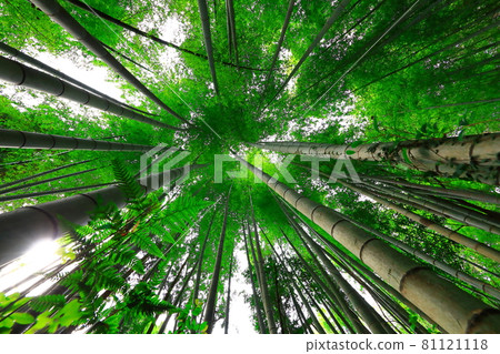 Bamboo, forest, woods, mountain, reed, forest, deciduous forest, mountain, hill 81121118