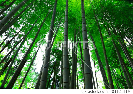 Bamboo, forest, woods, mountain, reed, forest, deciduous forest, mountain, hill 81121119