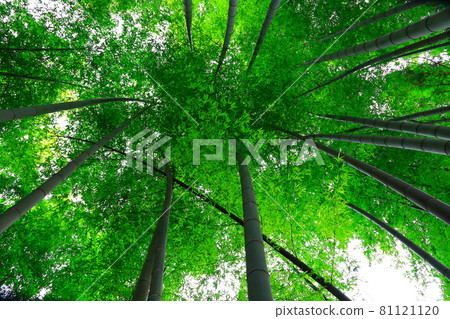 Bamboo, forest, woods, mountain, reed, forest, deciduous forest, mountain, hill 81121120