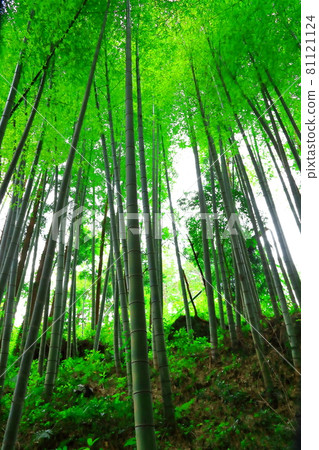 Bamboo, forest, woods, mountain, reed, forest, deciduous forest, mountain, hill 81121124