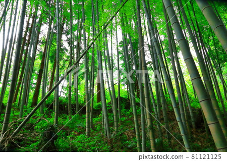 Bamboo, forest, woods, mountain, reed, forest, deciduous forest, mountain, hill 81121125