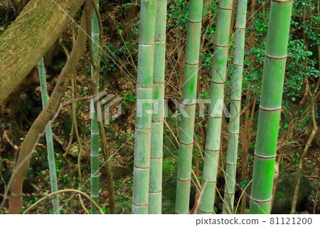 Bamboo, reed, forest, mountain, woods, deciduous forest, mountain, hill, 81121200