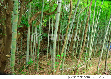 Bamboo, reed, forest, mountain, woods, deciduous forest, mountain, hill, 81121203