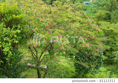 ,Dulleongmoru,Oreum,Dongsan,,In the forest,In the mountains,Hiking,Nature,Ecology,Environment, 81121311