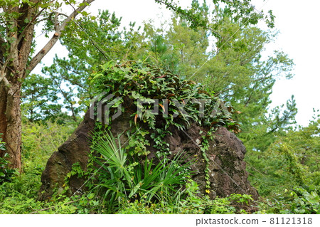 , Deulleongmoru, Oreum, 山,, 森林, 山, 遠足, 自然, 生態, 環境, 81121318