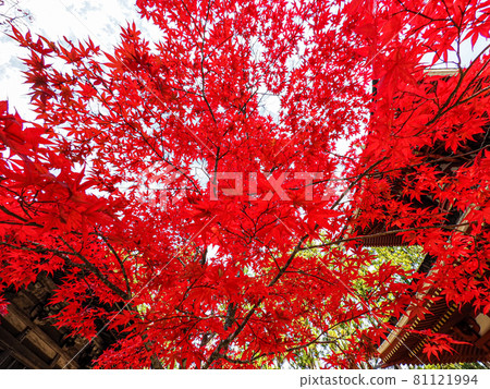 裝飾寺廟的紅色和黃色 高野山的紅葉 裝飾寺廟的紅色和黃色 高野山的紅葉 81121994