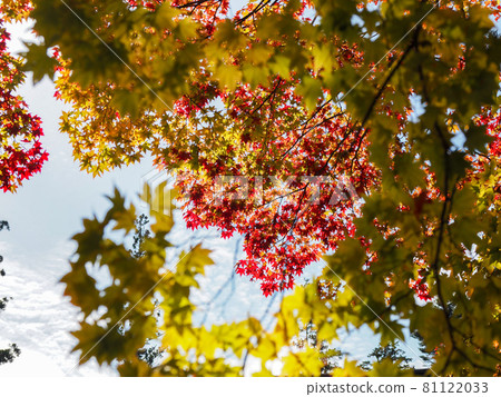 裝飾寺廟的紅色和黃色 高野山的紅葉 裝飾寺廟的紅色和黃色 高野山的紅葉 81122033