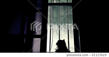 Persian chinchilla cat staring out the window Persian chinchilla cat staring out the window 81123029
