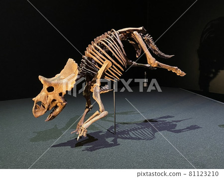 A powerful dinosaur exhibition with children A powerful dinosaur exhibition with children 81123210