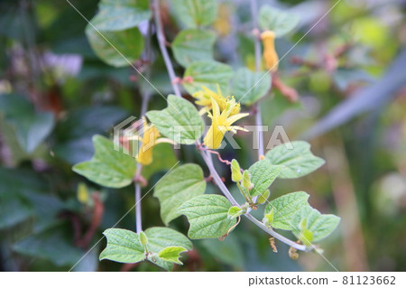 Passiflora citrina flowers Passiflora citrina flowers 81123662