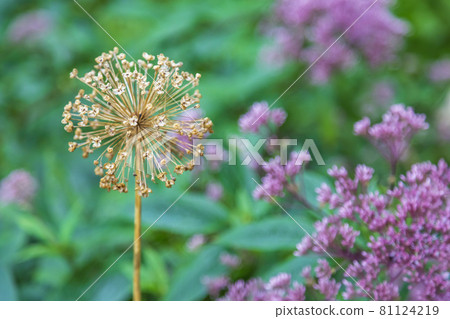 Perennial bulbous herb Allium from the family Alliaceae 81124219