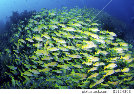 Maldives Bluestripe Snapper Flock. 1 81124308
