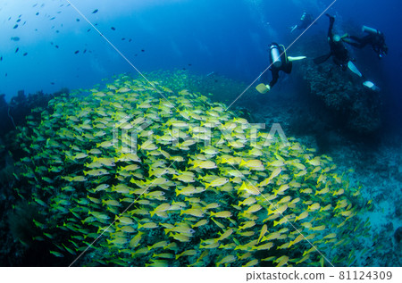 Maldives Bluestripe Snapper Flock. 2 81124309