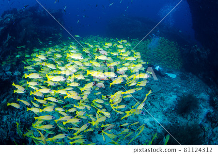 Flock of Maldives bluestripe snapper. 3 Flock of Maldives bluestripe snapper. 3 81124312
