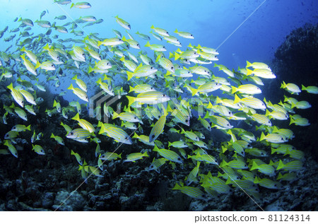 Maldives Bluestripe Snapper Flock. 5 Maldives Bluestripe Snapper Flock. 5 81124314