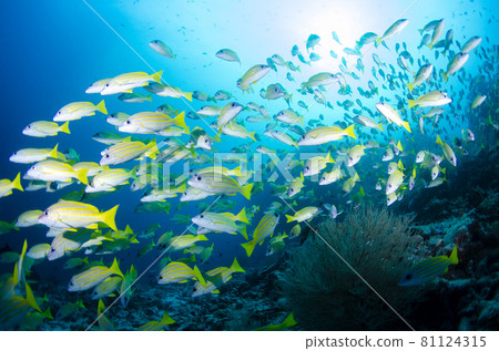Maldives Bluestripe Snapper Flock. 6 Maldives Bluestripe Snapper Flock. 6 81124315