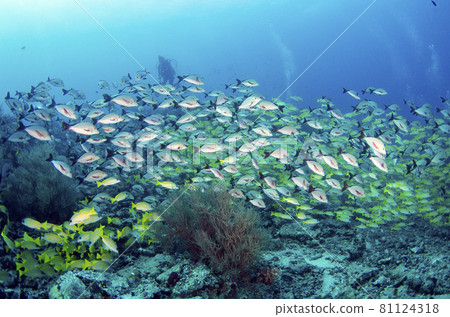 Maldives Bluestripe Snapper, Flock of Himefuedai. 2 Maldives Bluestripe Snapper, Flock of Himefuedai. 2 81124318