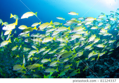 Maldives Bluestripe Snapper Flock. 9 81124337