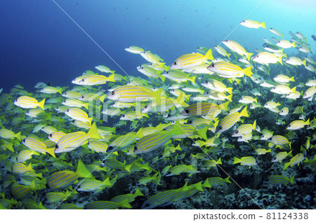 Maldives Bluestripe Snapper Flock. 10 81124338